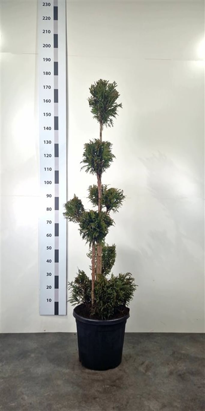 Thuja pl. 'Martin' - 120-140 CM PonPon Cont.